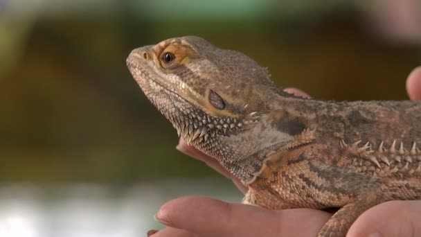 Bearded dragon — Stock Video