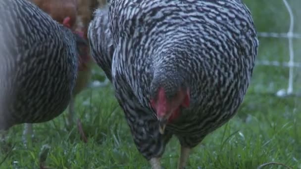 Chickens pecking — Stock Video