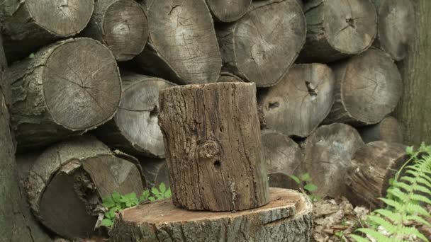 Costeleta de madeira — Vídeo de Stock