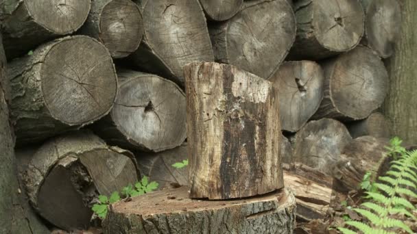 Dřevo kotlety — Stock video