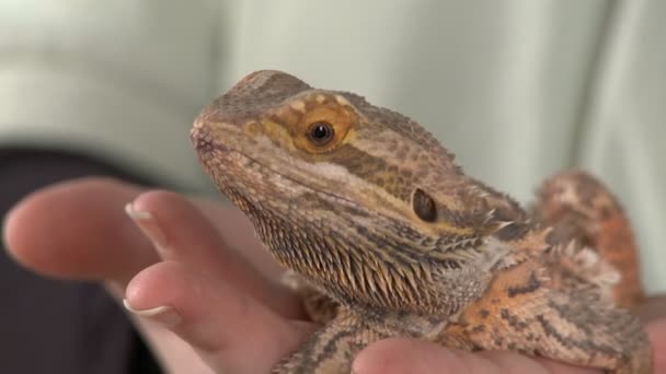 Bearded dragon — Stock Video