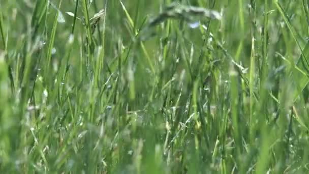 Herbe pluviale 