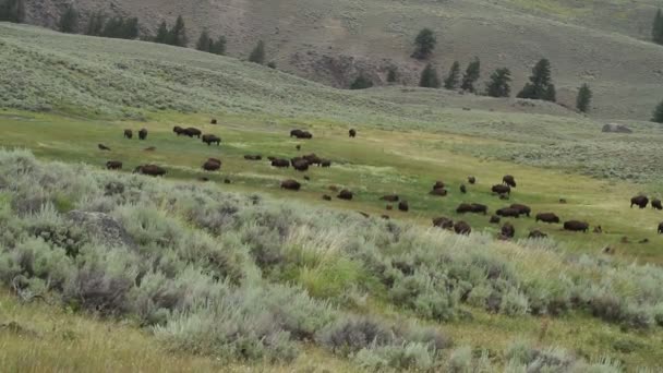 Bawół Yellowstone — Wideo stockowe