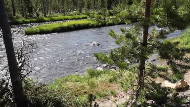 Gardner River — Stock video