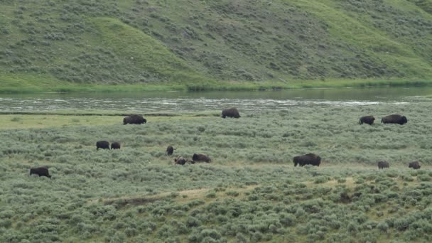 Rio Yellowstone e Buffalo — Vídeo de Stock