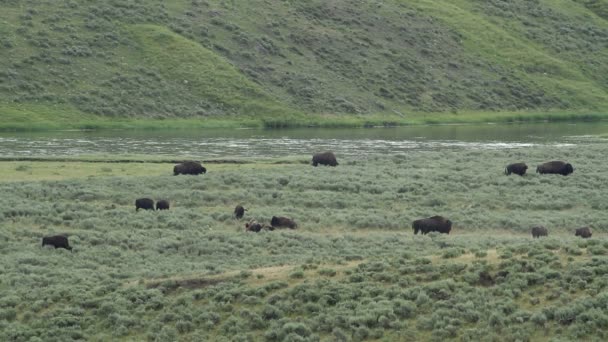 Rivière Yellowstone et Buffalo 