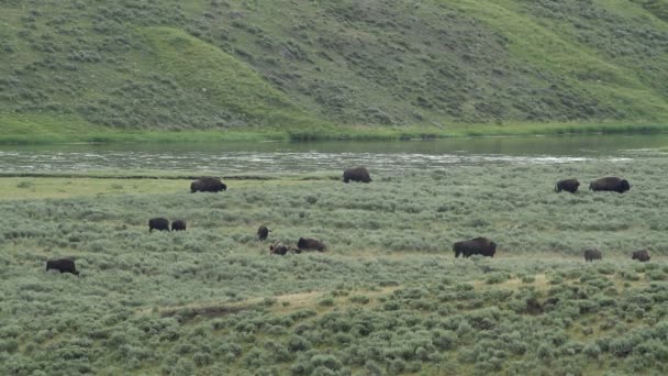 Yellowstone folyó és a buffalo — Stock videók