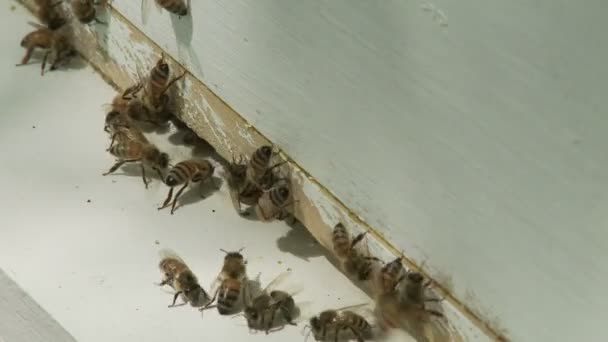 Abeilles mellifères — Video