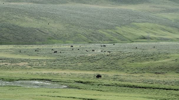 Yellowstone bufalo — Stockvideo