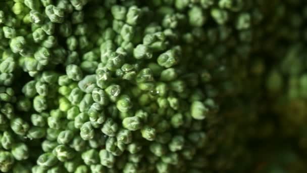 Цветы брокколи — стоковое видео