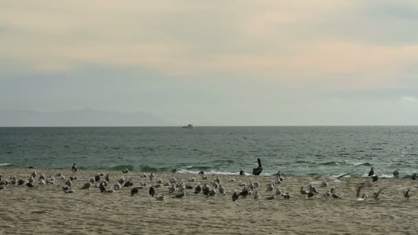 Beach Birds y Jogger — Vídeo de stock