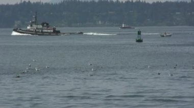 su üzerinde martılar