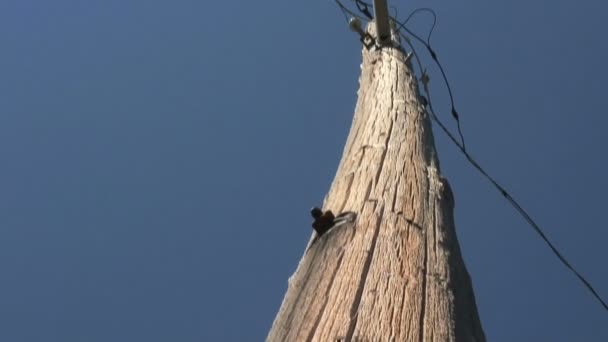 Telegraph Pole — Stock Video