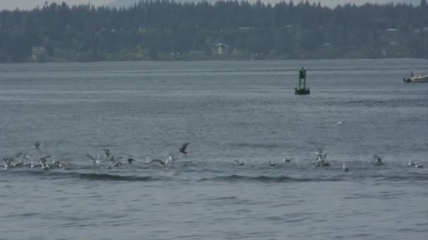 Gaviotas en el agua — Vídeo de stock