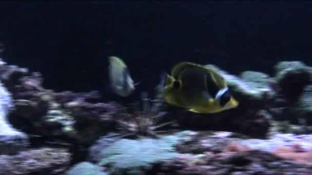 Ikan tropis — Stok Video