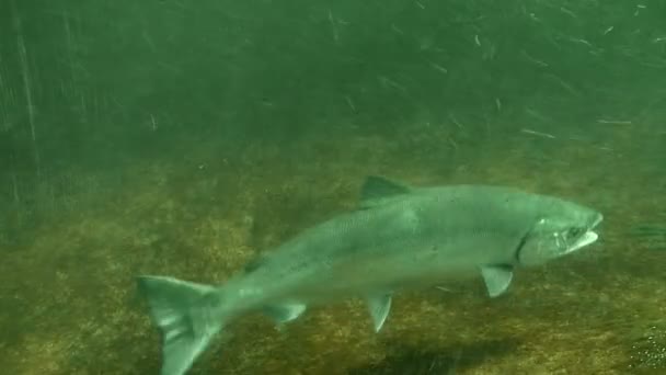 Salmon in Fish Ladder — Stock Video