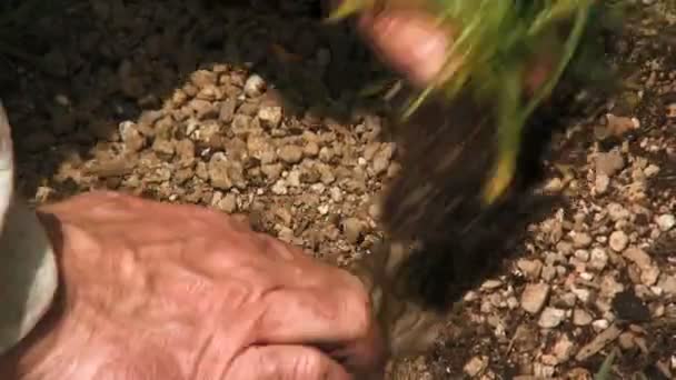 Plantering — Stockvideo