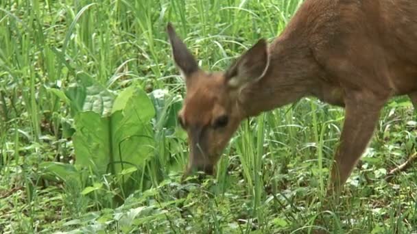 Cerfs sauvages 