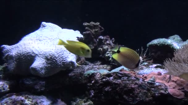 Peces tropicales — Vídeo de stock