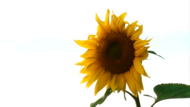 Tournesols — Video