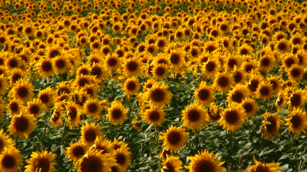 Girasoles — Vídeo de stock