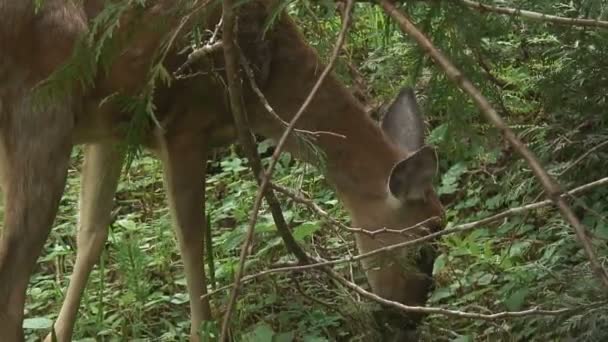 Cerfs sauvages 