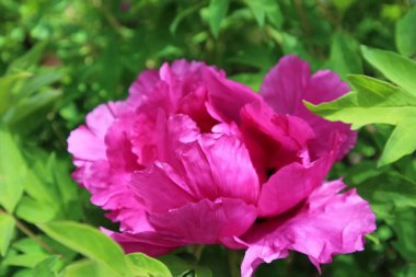 Güzel pembe şakayık çiçeği