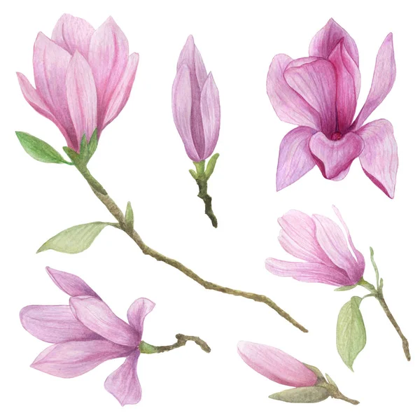 Magnolia Aquarell Set vorhanden. Zarte Magnolienblüten und -knospen isoliert auf weißem Hintergrund. — Stockfoto