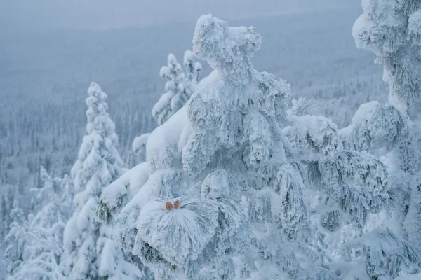 Winter forest, cedars in the mountains covered with snow, in hoarfrost, small cedar cones on snowy branches — Stock Photo, Image