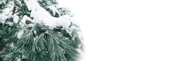 Zielona Gałąź Sosnowa Szyszkami Pokryta Białym Puszystym Śniegiem Dzień Oczekiwanie — Zdjęcie stockowe