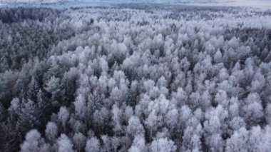 Şaşırtıcı kış doğa orman drone arazisi.