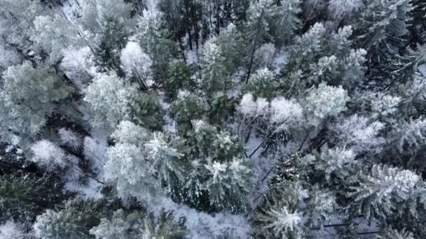 Vzdušné shora dolů drone pohled na zimní smíšené lesy — Stock video