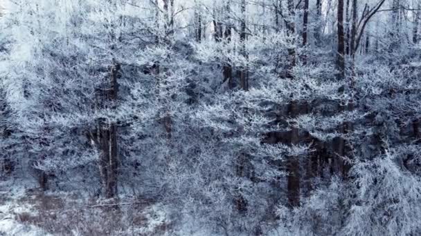 Удивительный пейзаж беспилотника зимнего леса. — стоковое видео