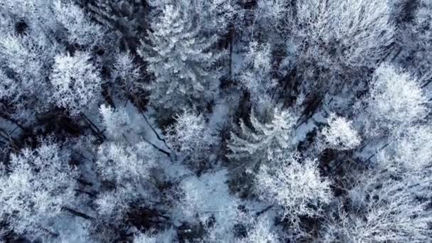 Воздушный беспилотник с видом на смешанный зимний лес — стоковое видео