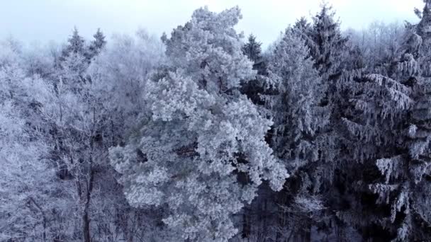 Csodálatos téli természet erdő drón táj. — Stock videók