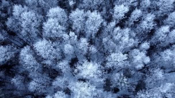 Αεροσκάφος από πάνω προς τα κάτω Θέα του χειμώνα μικτή δάσος — Αρχείο Βίντεο