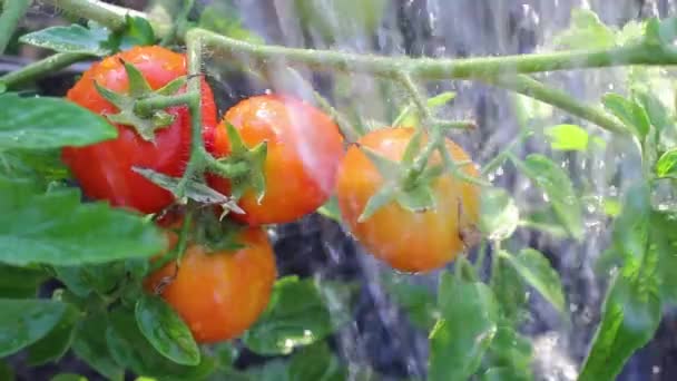 Rode Tomaten Druppeltjes Van Water Tuin — Stockvideo