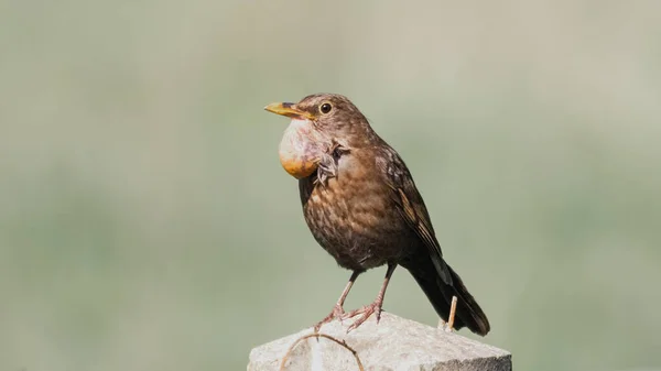 Female Black Bird Large Tumour Caused Avian Pox — ストック写真