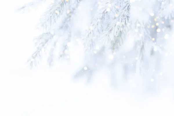 Fundo de ramos nevados da árvore de Natal e queda de neve — Fotografia de Stock