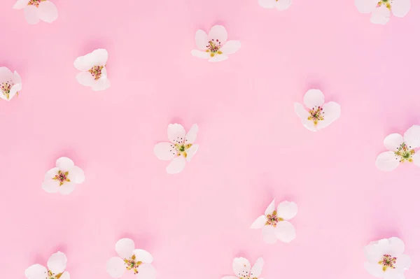 Beautiful Pattern White Flowers Pink Background Springtime Concept — Stock Photo, Image