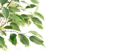 Beyaz arka planda yeşil yapraklı ev çiçeği