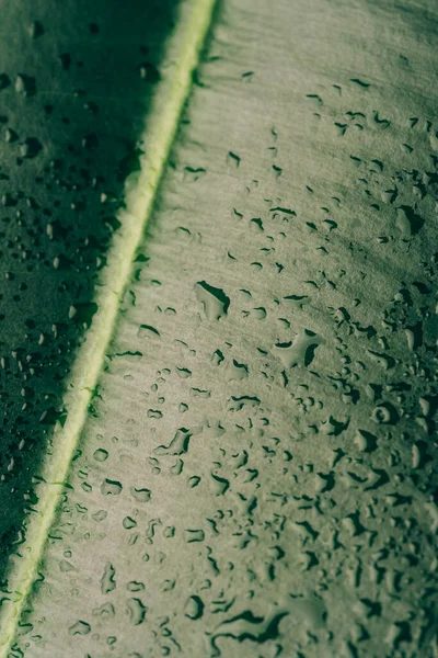 Ιστορικό Σταγόνες νερού σε μεγάλα πράσινα φύλλα — Φωτογραφία Αρχείου