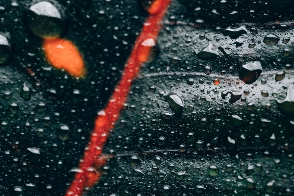 Su kırmızı çizgili koyu yeşil yaprağa damlıyor.