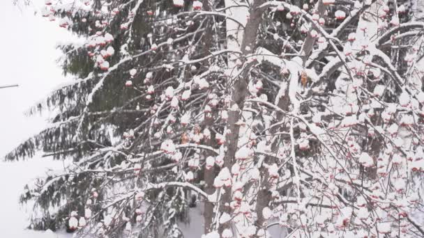 Snowfall on the background of mountain ash and Christmas trees — Stock Video