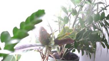 İçerideki bitkileri sprey şişesiyle nemlendirir.