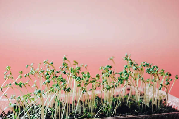 Dienblad met jonge peterselie spruiten met waterdruppels tegen roze achtergrond — Stockfoto