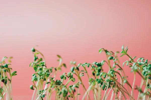 Brotes jóvenes de microgreens con gotas de rocío sobre fondo rosa — Foto de Stock