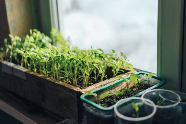 Plastik ve ahşap tepsilerde genç filizler, Dünya günü