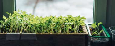 Genç domatesler plastik ve ahşap tepsilerde filizlenir.