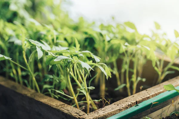 Veel tomatenstruiken in de zon, Dag van de Aarde — Stockfoto